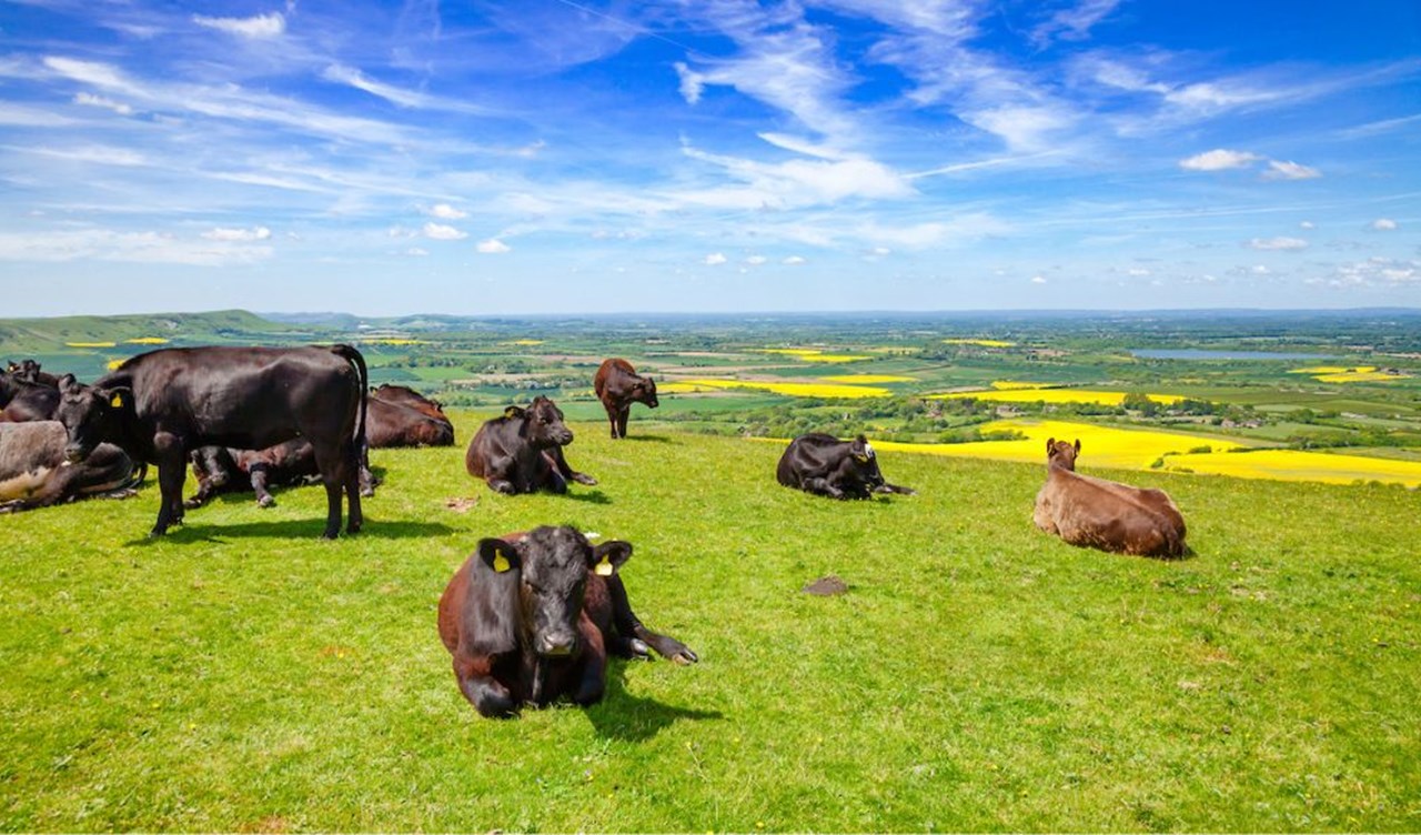 Cattle on grassy hill with blue sky.